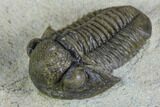 Gerastos Trilobite Fossil - Foum Zguid, Morocco #125191-2